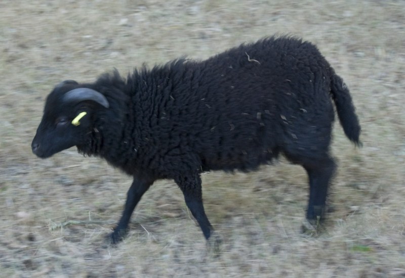 Bélier d'Ouessant